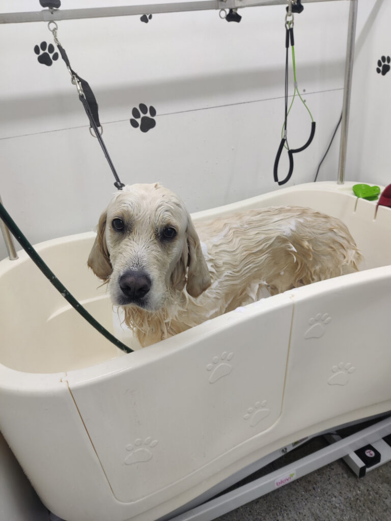 Frankie_Wash